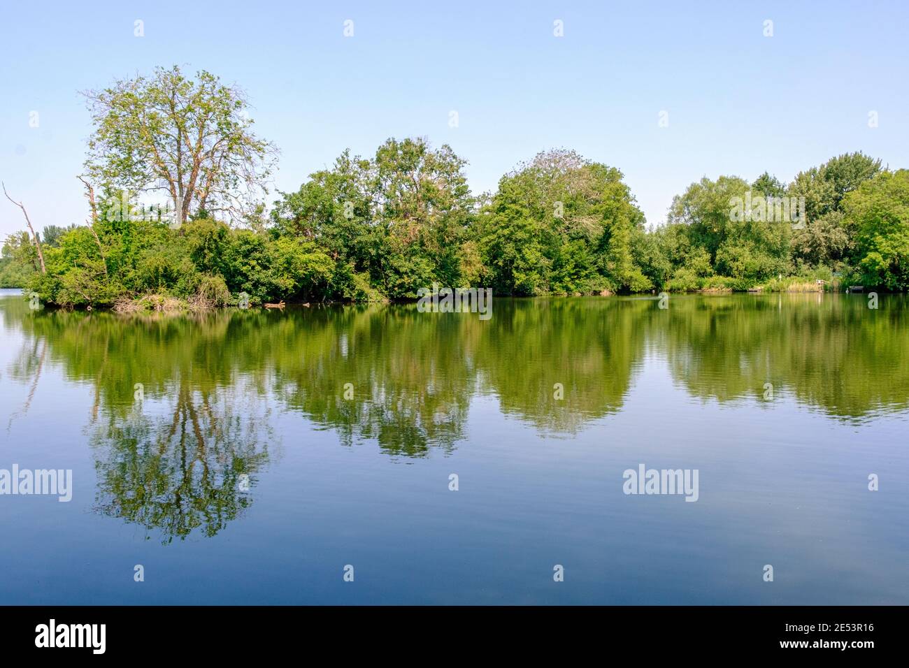 Vue sur l'île boisée sur le lac Batchwood, réserve naturelle de Rickmansworth Aquadrome Hertfordshire, Angleterre. Banque D'Images