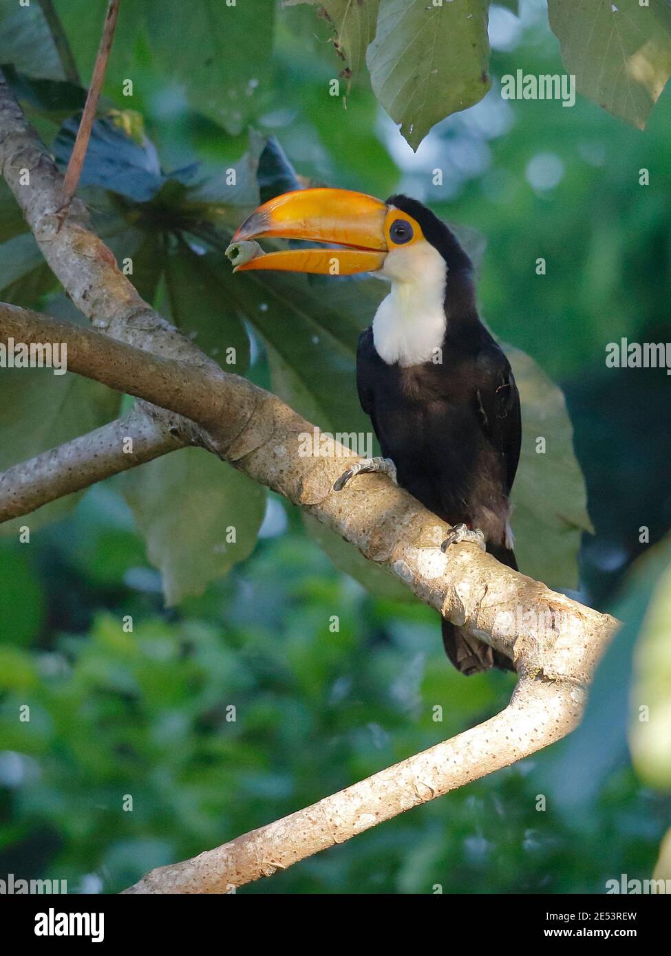 Toucan à poitrine rouge (Ramphastos dicolorus), vue de face d'un adulte tenant des fruits dans le bec, chutes d'Iguaçu, Misiones, Argentine 23 janv. 2016 Banque D'Images