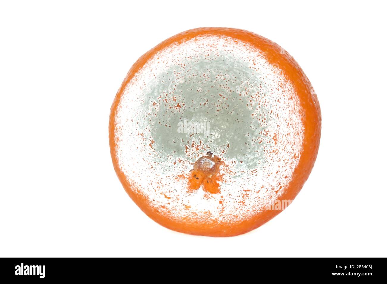 Orange moldy isolé sur fond blanc. Fruits pourris. Aliments malsains. Masque. Banque D'Images
