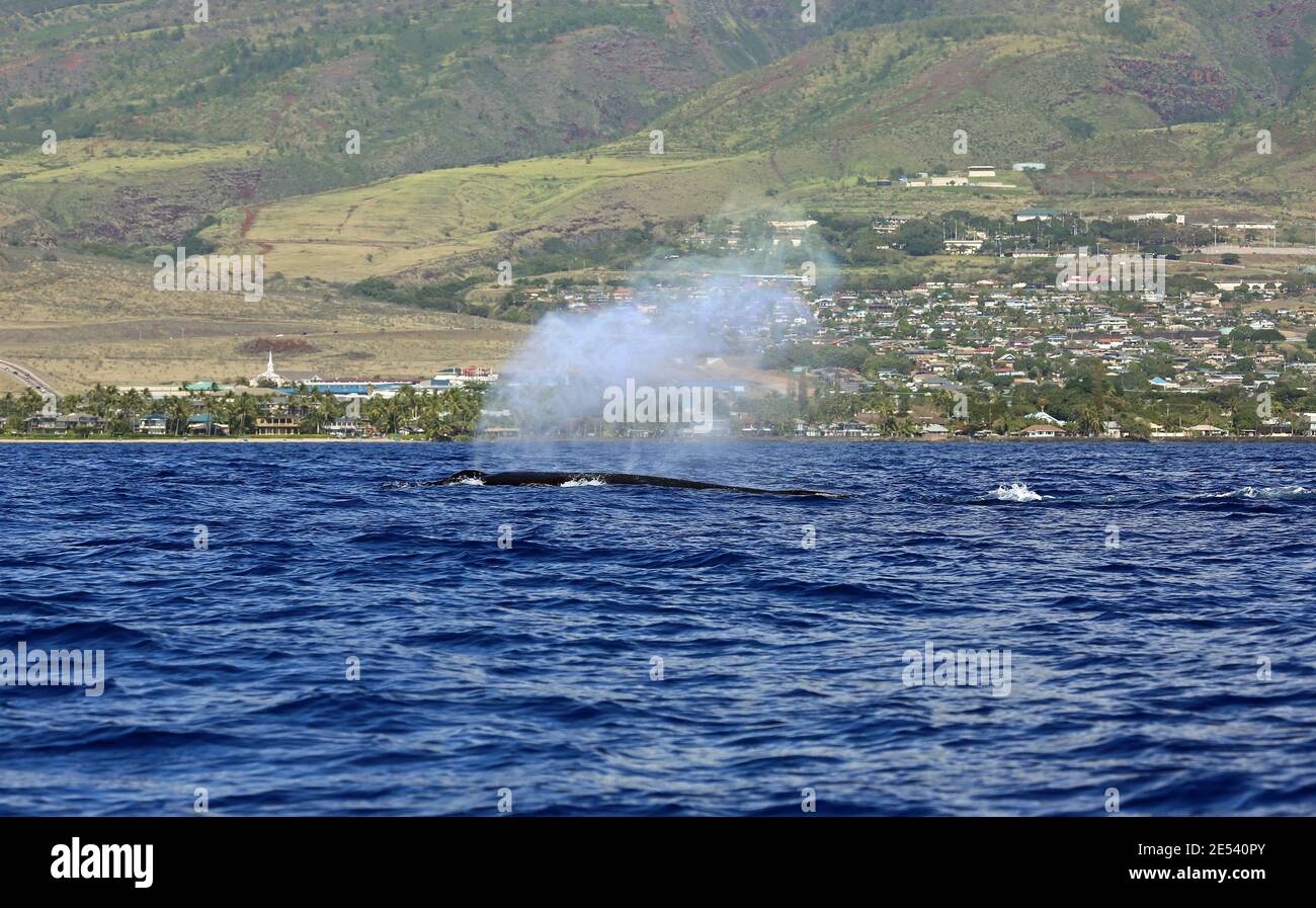 Paysage avec baleine à respiration - Baleine à bosse - Maui, Hawaï Banque D'Images