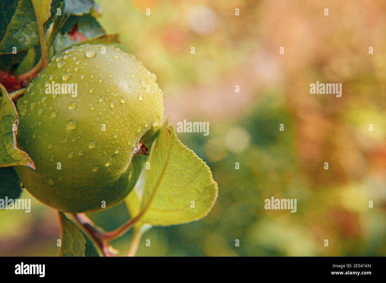 Pomme verte parfaite poussant sur l'arbre dans le verger de pomme biologique. Vue automnale sur le jardin de style campagnard. Nourriture saine vegan végétarien bébé manger con Banque D'Images