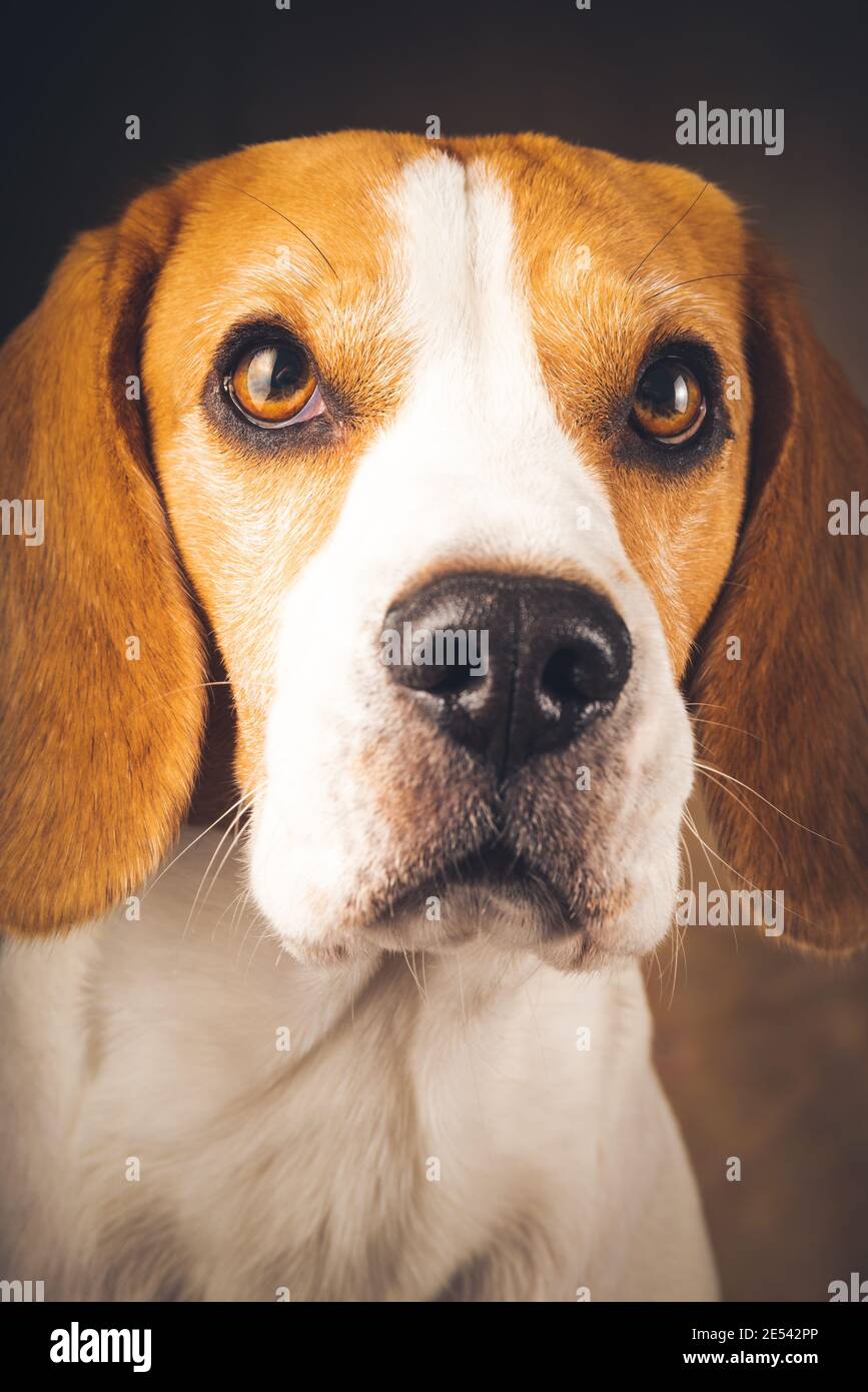 Gros plan sur le gros nez humide du chien beagle. Homme, 5 ans. Banque D'Images