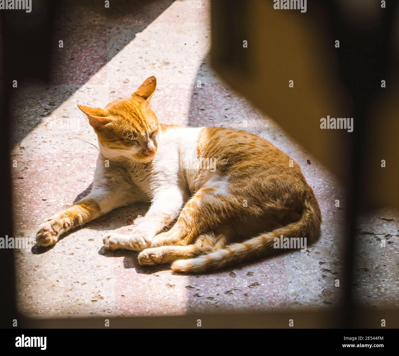 Un chat de couleur orange et blanche dormant dans le rayon de lumière du matin sur un sol en béton. Banque D'Images