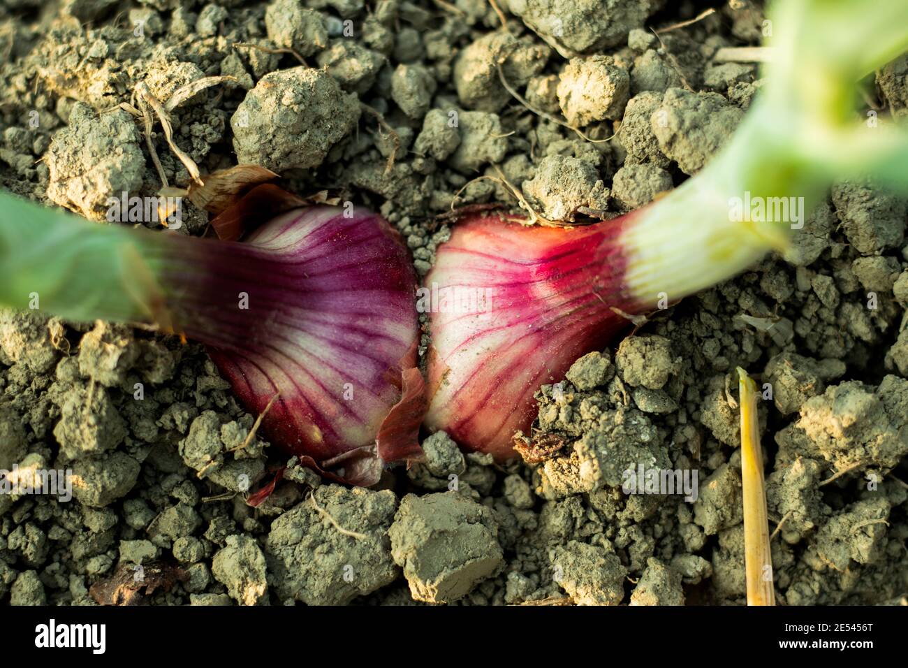 Culture de deux oignons multicolores dans des sols profonds dans un entreprise agricole Banque D'Images