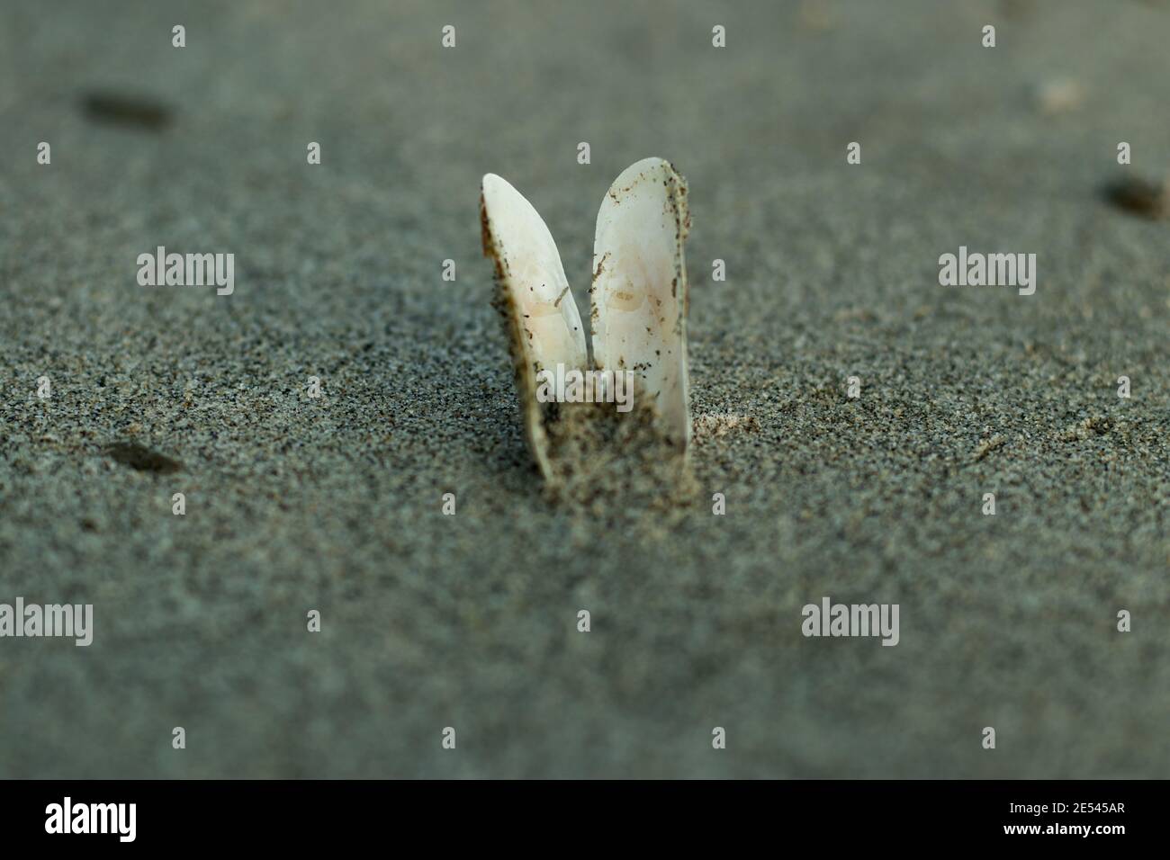 Une belle coquille blanche unique dans les sables profonds que un matériel aquatique Banque D'Images