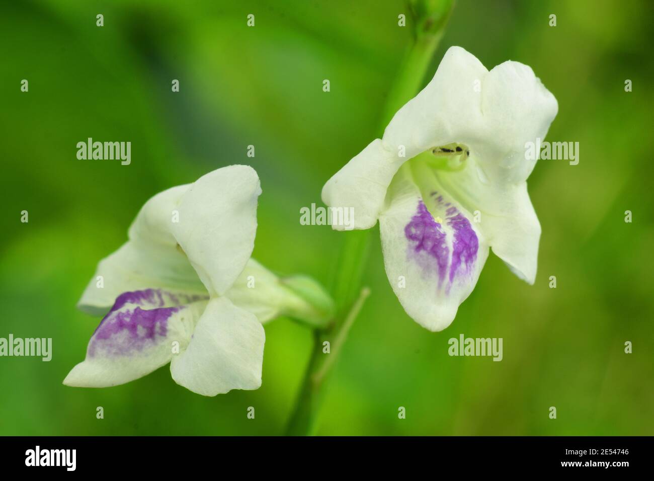 Violet chinois (Asystasia gangetica) Banque D'Images