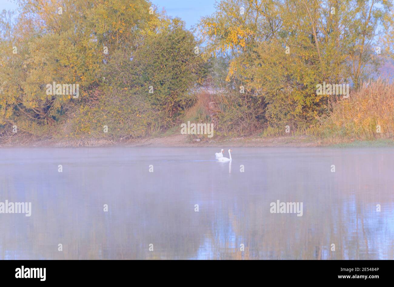 Dès que le soleil se lève, ce couple de cygnes magnifiques errer le lac à la recherche de nourriture. Un léger brouillard donne un aspect irréel à ce paysage. Banque D'Images