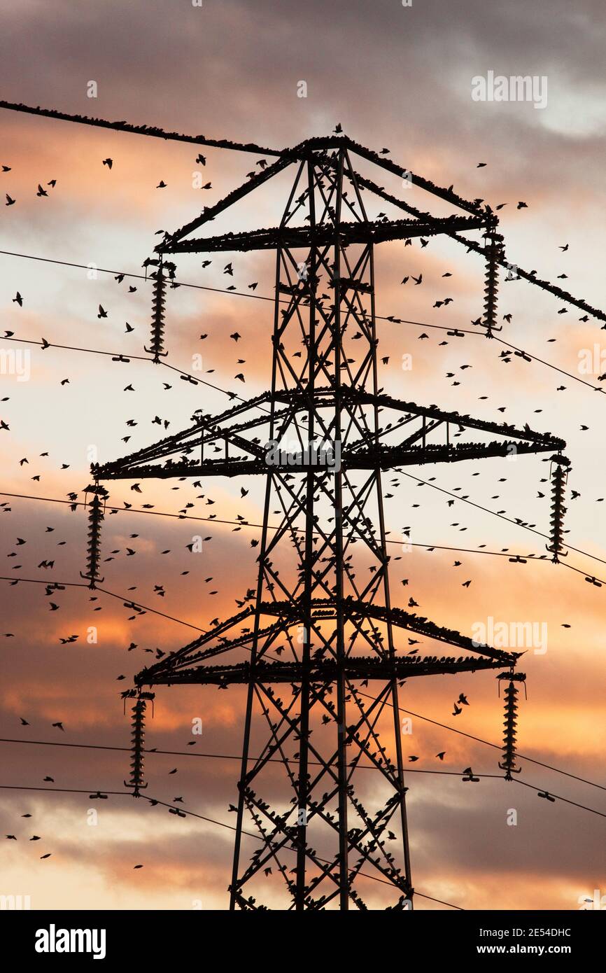 Starling roost sur pylône, Sturnus vulgaris, en hiver au crépuscule, Gretna, Ecosse, Royaume-Uni Banque D'Images