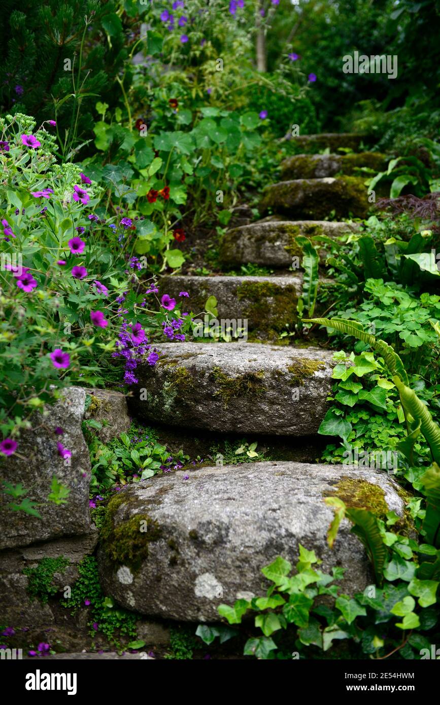 marches en pierre, escaliers en pierre, jardin, marches couvertes de mousse, terrasse, jardin en terrasse, marches menant à la terrasse, ivy, fougères, géranium anne thomson, jardin, guar Banque D'Images