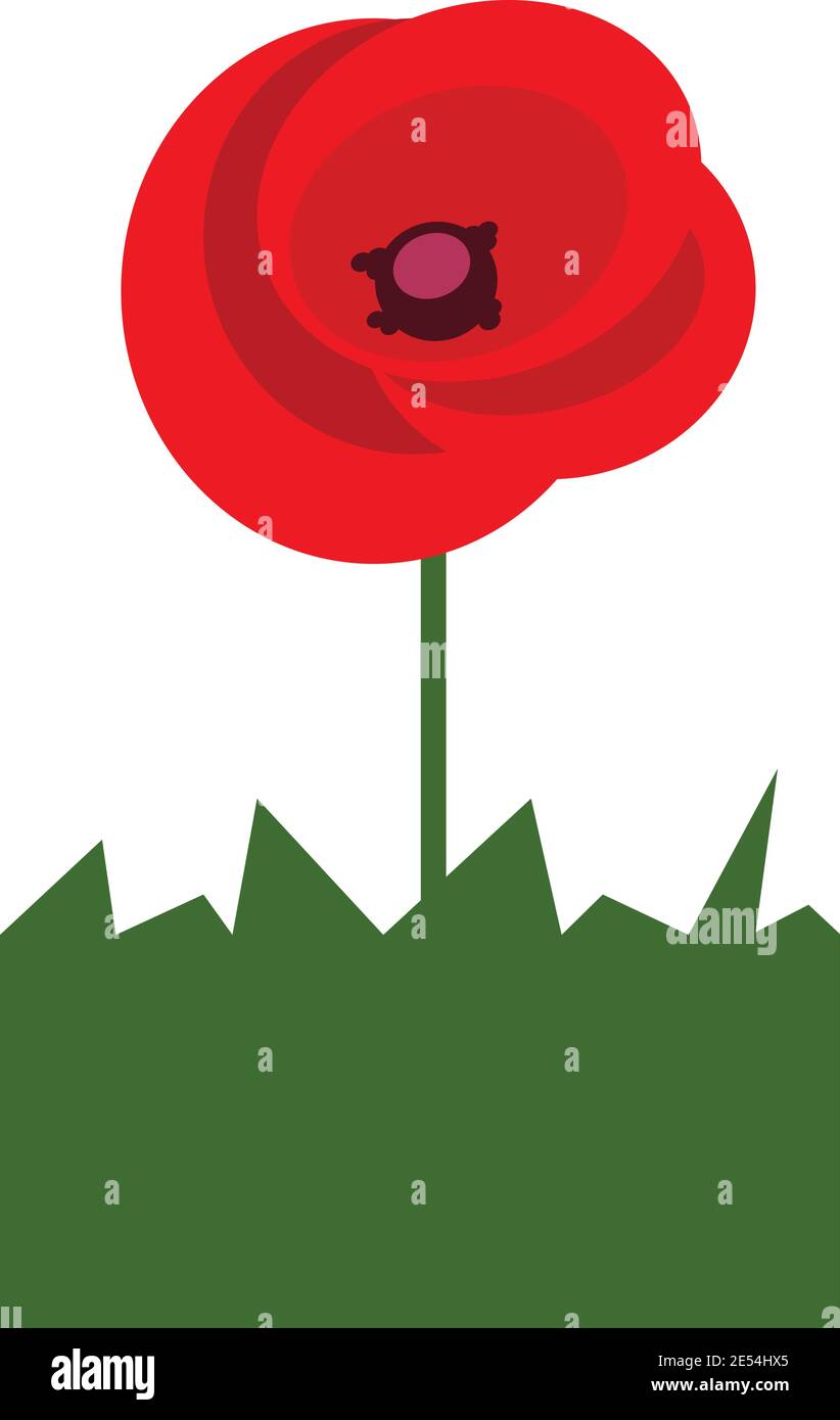 fleur de pavot rouge isolée sur fond blanc. vecteur d'illustration du stock Illustration de Vecteur