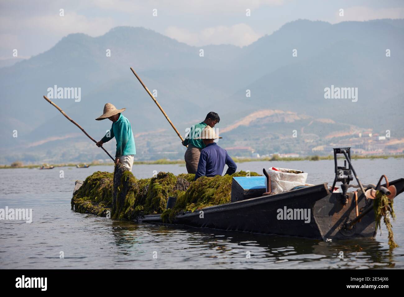 Récolte d'algues dans le lac Inle, Myanmar. Banque D'Images