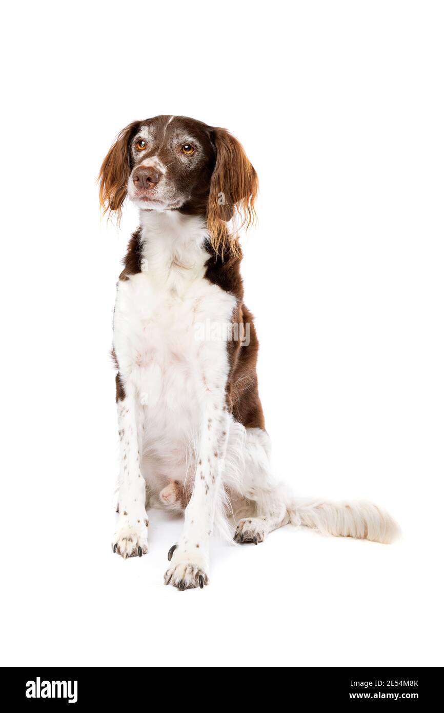 Chien de race mixte devant un fond blanc. Mélanger le petit munsterlander et le chien de Partridge hollandais Banque D'Images