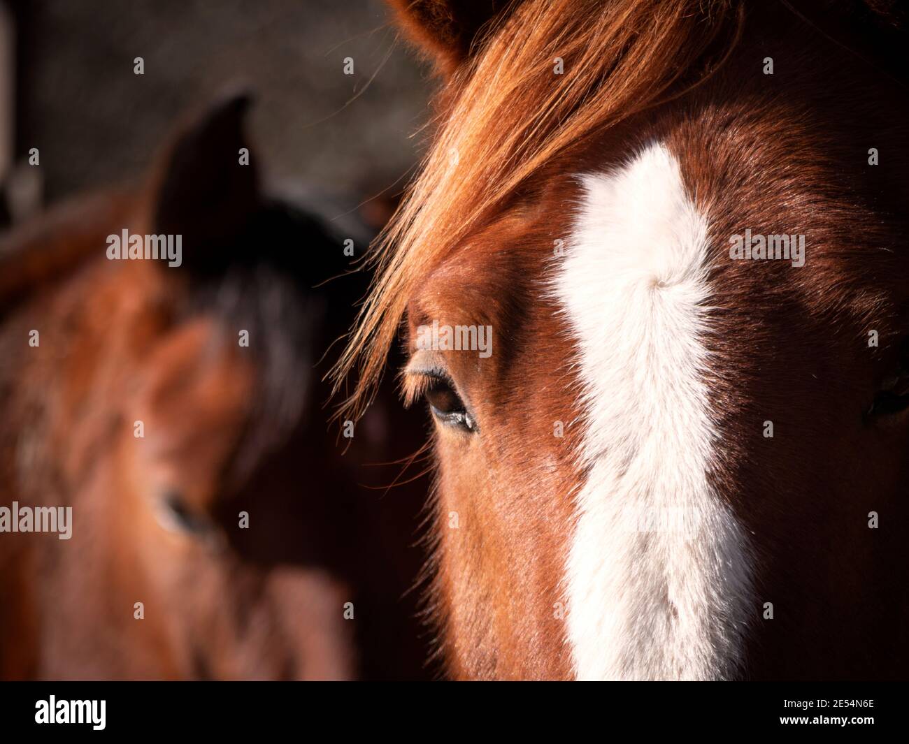 Prise de vue horizontale de chevaux anglo-arabes et andalous regardant l'appareil photo. Banque D'Images