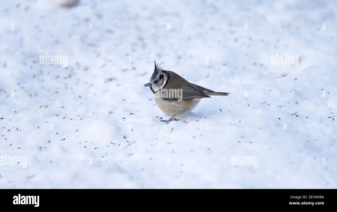 Tit à crête (Parus cristatus) dans la neige, Écosse. Banque D'Images