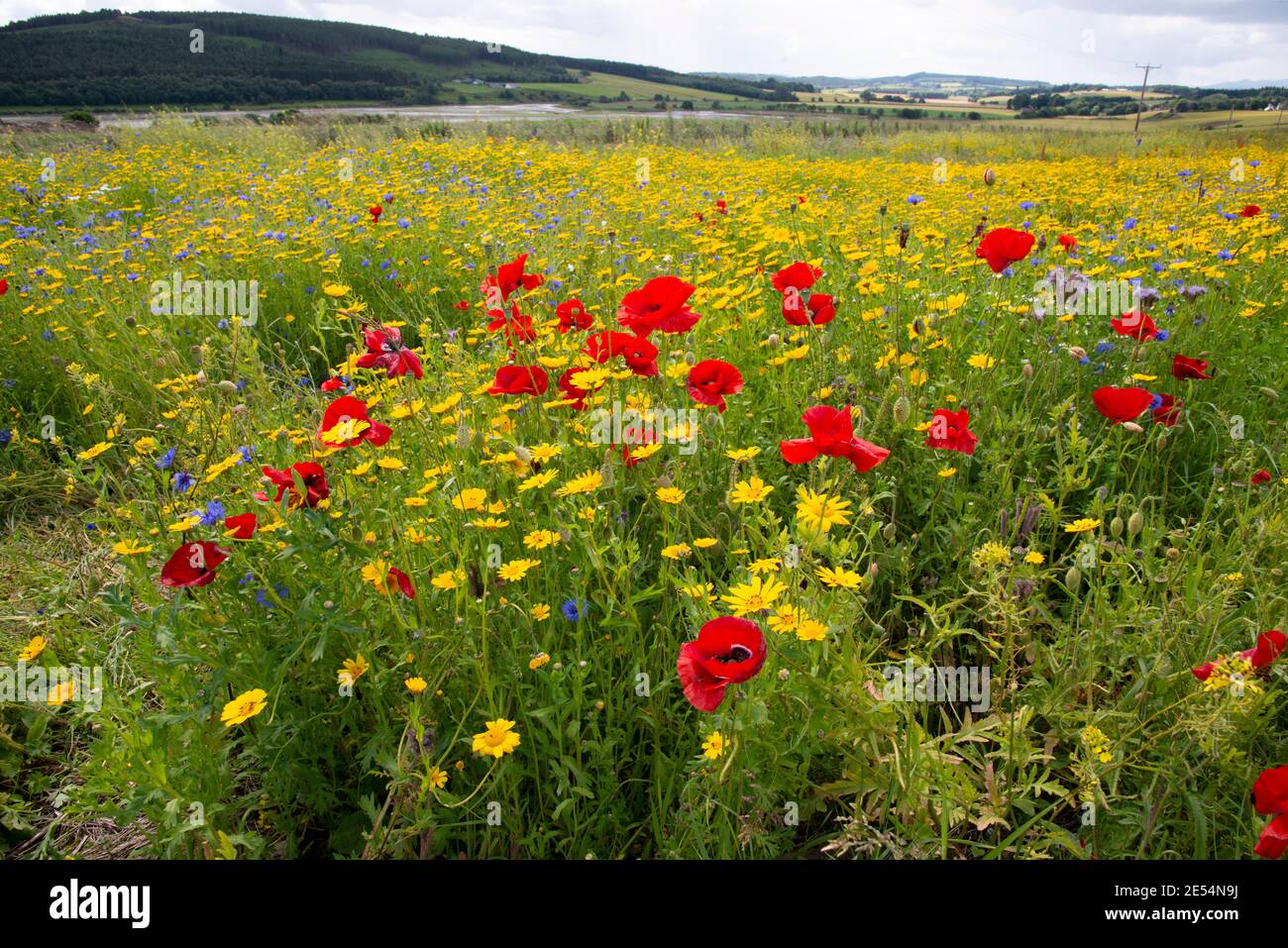 Fleurs sauvages poussant sur une zone de terrain inutilisé en Écosse du Nord. Banque D'Images