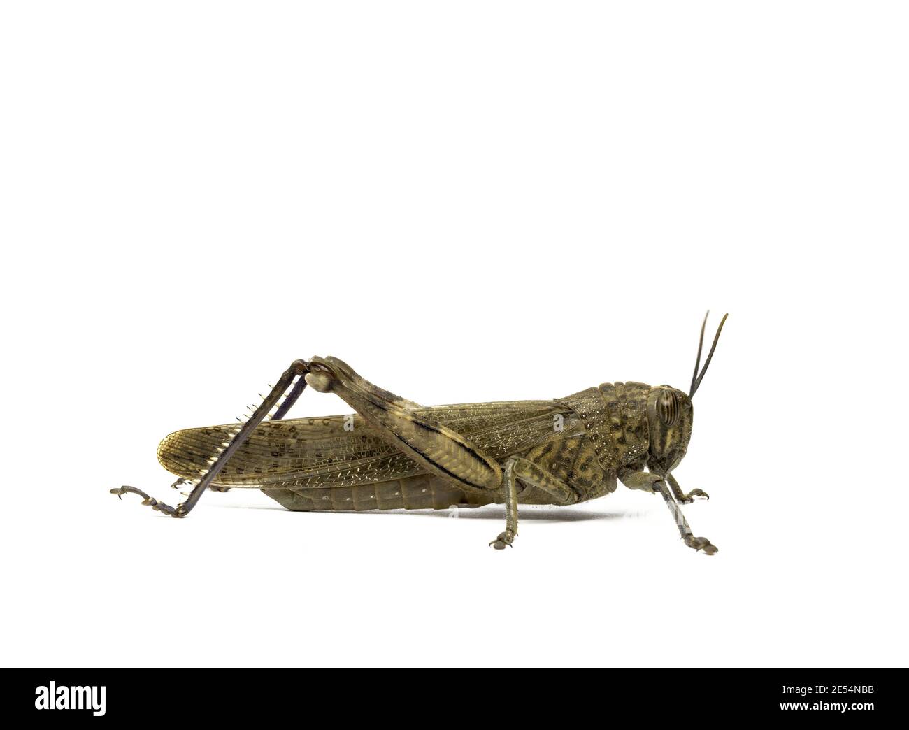 Un gros insecte criquet isolé sur fond blanc Banque D'Images
