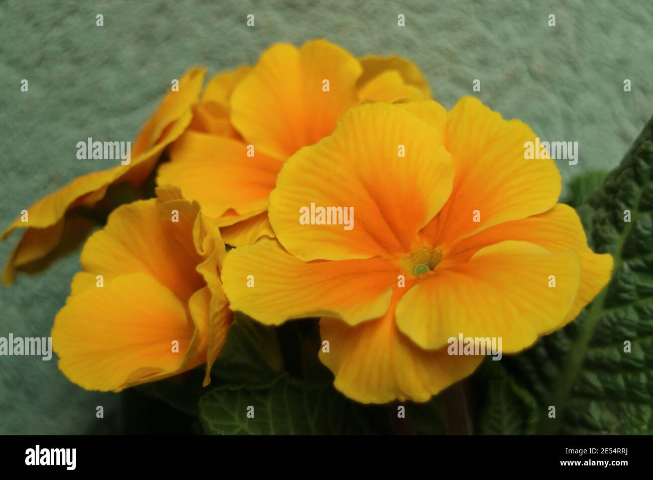 Primula avec des pétales jaunes - orange et des feuilles vertes, primula avec fond de mur vert macro, beauté dans la nature, photo florale, photographie macro Banque D'Images