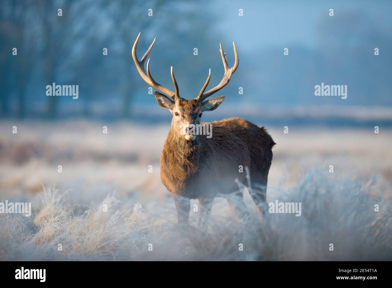 Cerf isolé en hiver sur un terrain ouvert Banque D'Images