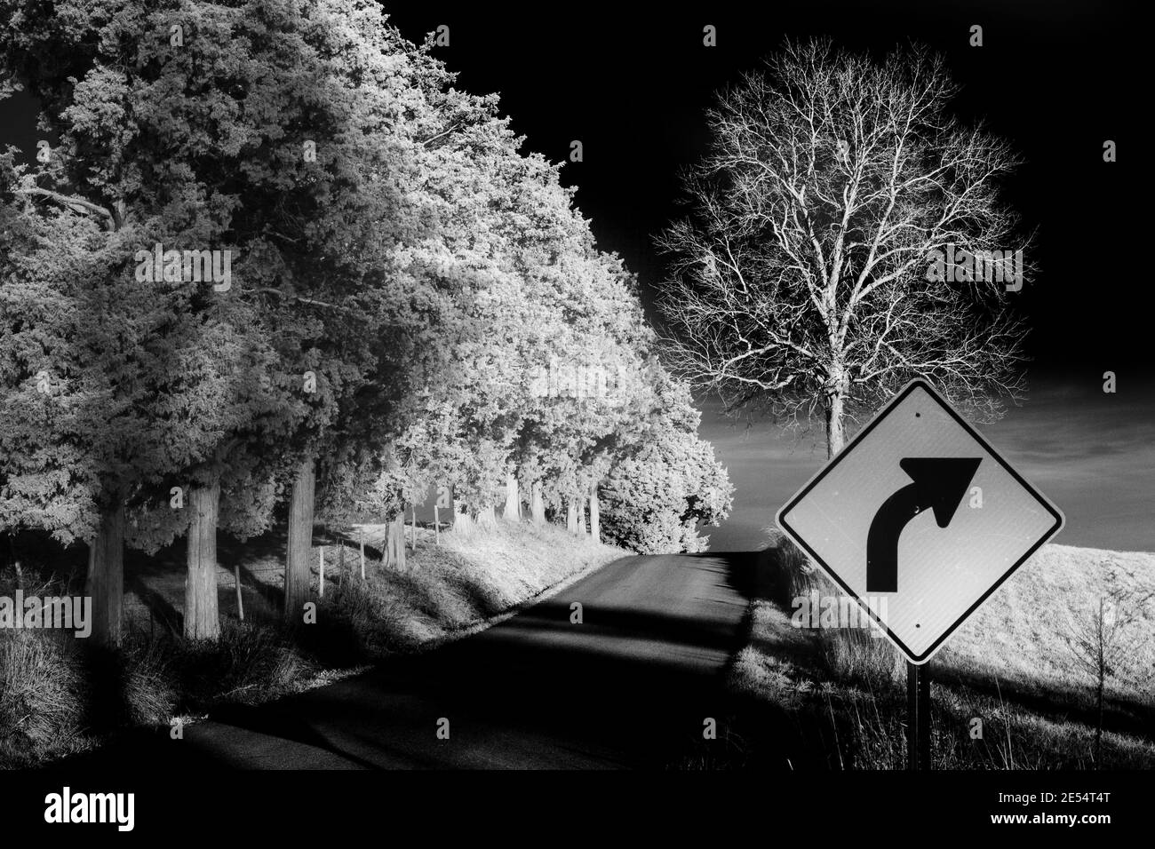 Une certaine ligne de cèdre rouge de l'est le côté d'une route de comté allant en haut d'une colline dans cette image infrarouge noir et blanc prise dans le comté de Jackson, Indiana. Banque D'Images