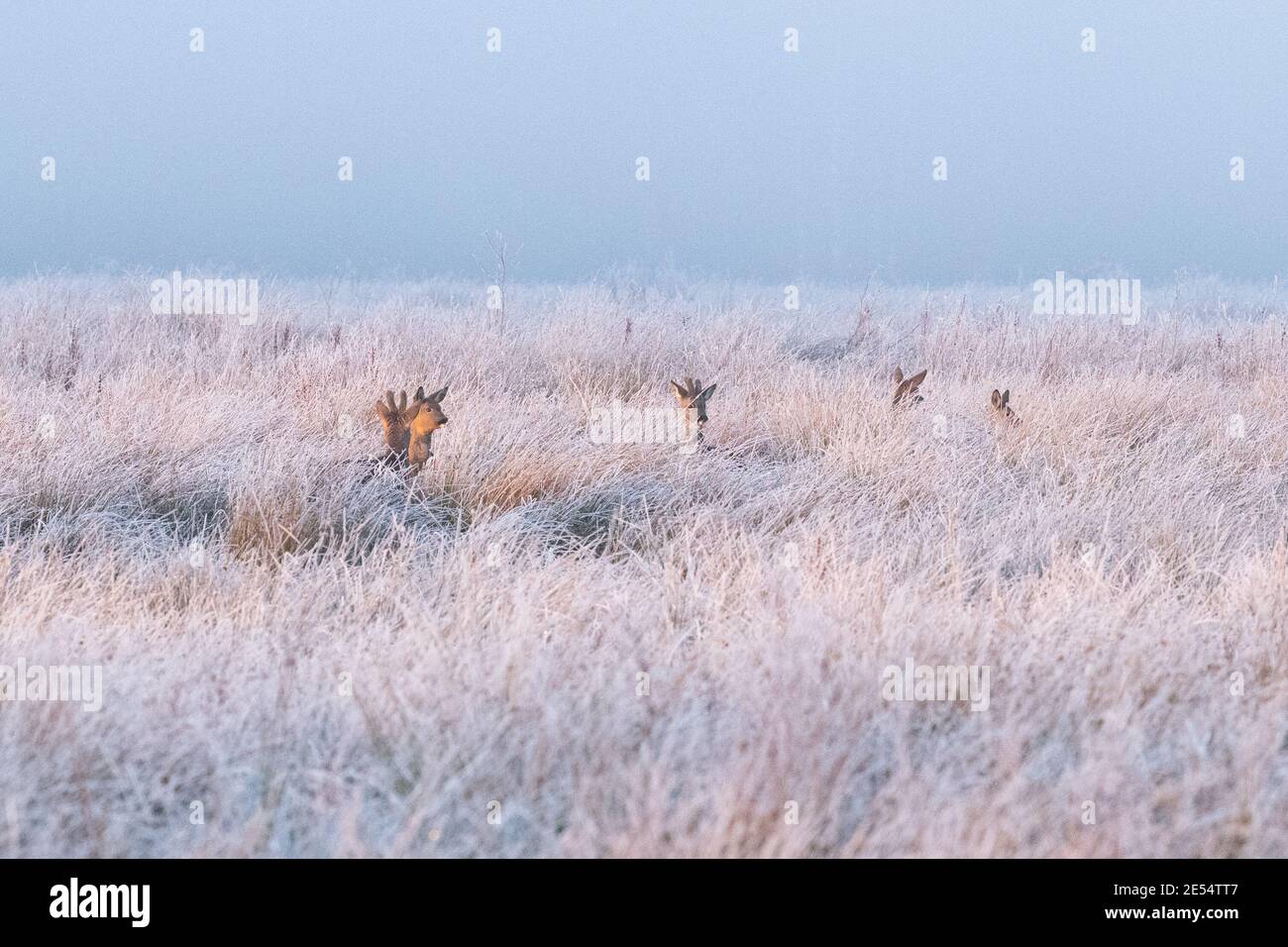 Cerf de Virginie (Capranolus capranolus) dans des herbes dépolies au coucher du soleil en hiver - Écosse, Royaume-Uni Banque D'Images