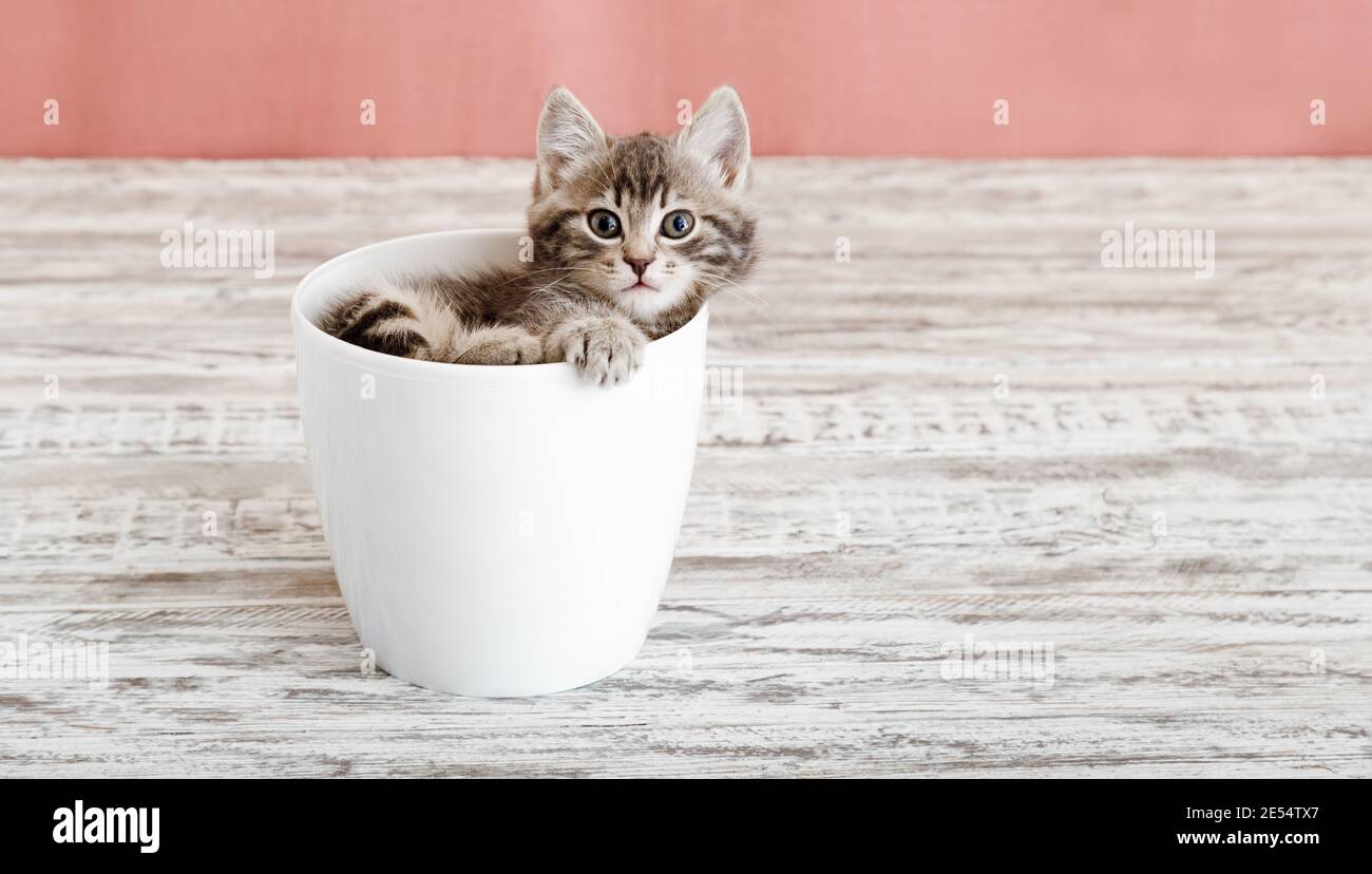 Chaton de tabby gris assis dans un pot de fleur blanc. Portrait d'adorable chaton moelleux et curieux. Magnifique chat de bébé sur fond rose avec espace de copie Banque D'Images