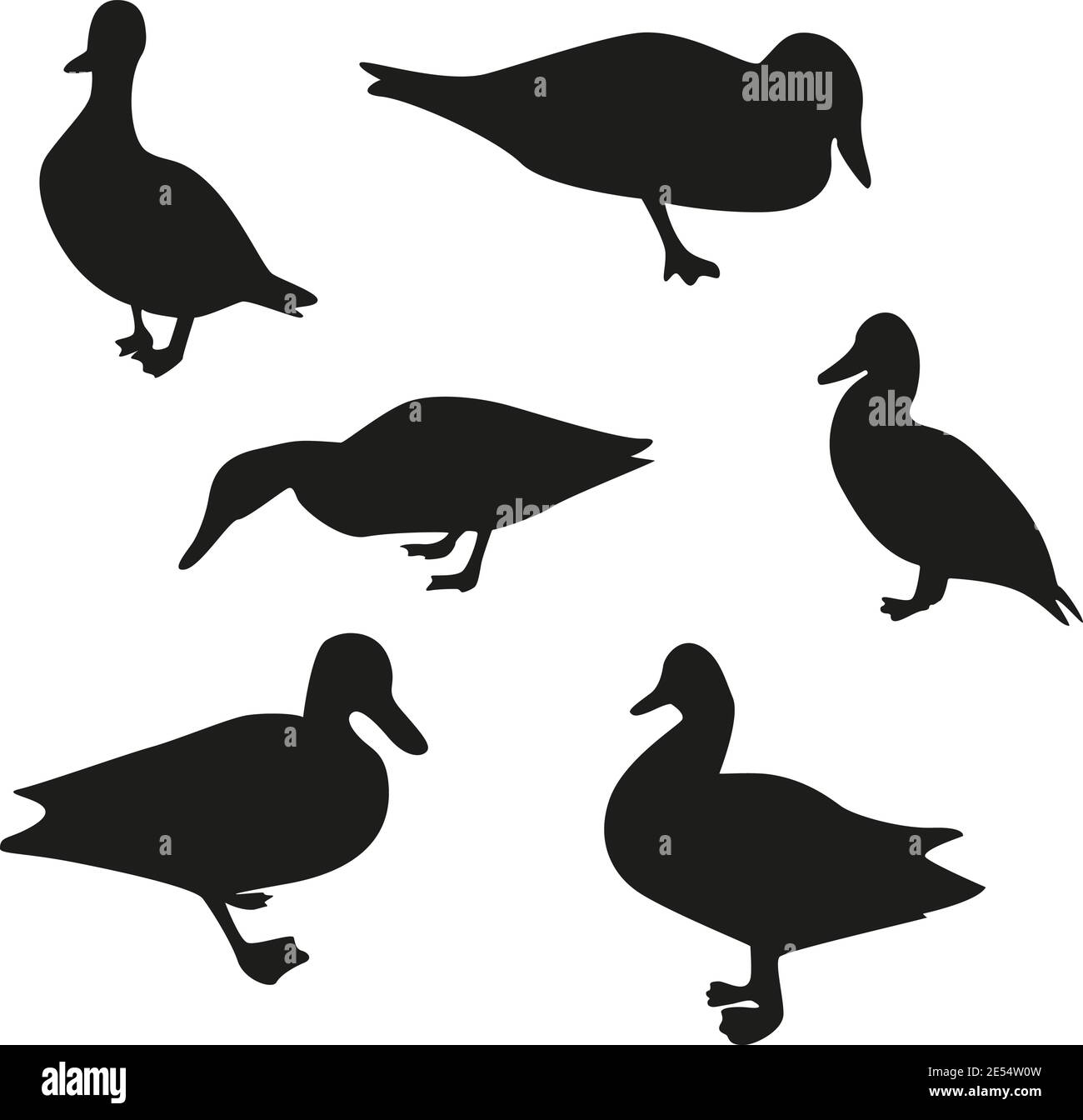 Ensemble de silhouettes de canards. Canards vectoriels dans différentes positions, objet isolé modifiable. Illustration de Vecteur