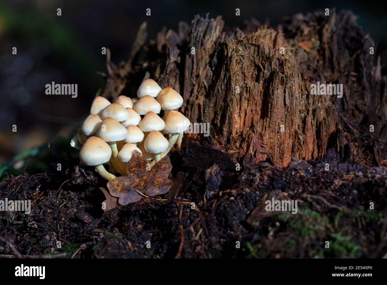 Crosse de champignons sauvages / champignons lumineux poussant contre une souche d'arbre mort dans les bois, Clanger Woods, Wiltshire, Angleterre, Royaume-Uni Banque D'Images