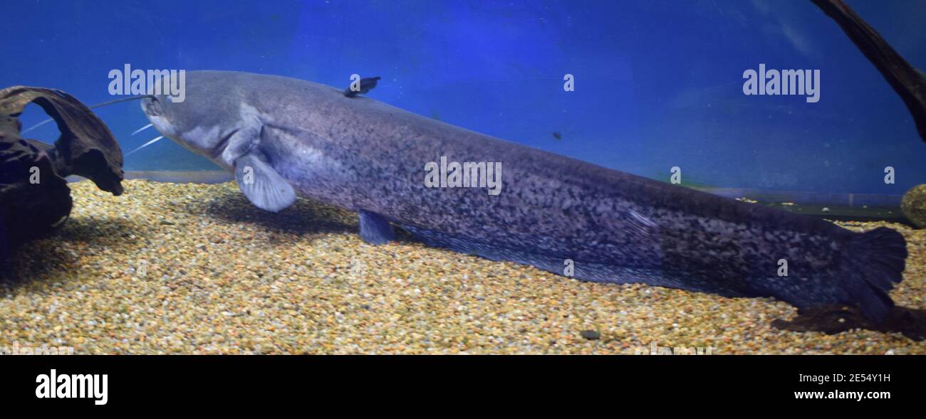 Poisson-prédateur d'eau douce cosmopolitaine dangereux poisson-chat de la Manche, Ictalurus punctatus, repose sur le fond de sable dans l'aquarium biotope, ferme aquacole populaire Banque D'Images