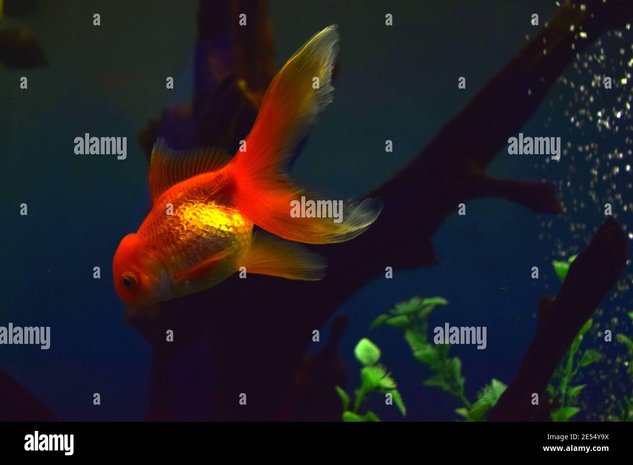 Le poisson rouge sur chinois un signe apporte une prospérité et Bonne chance. Poisson doré avec belle échelle fine, nageoires, et queue contre l'herbe verte. Banque D'Images