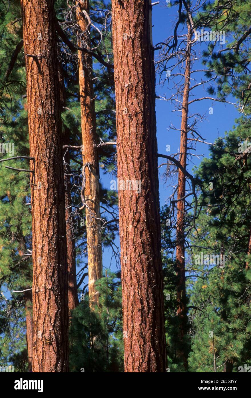 Le pin ponderosa (Pinus ponderosa) près de la forêt nationale de Deschutes Camp Sherman, Forêt, Oregon Banque D'Images