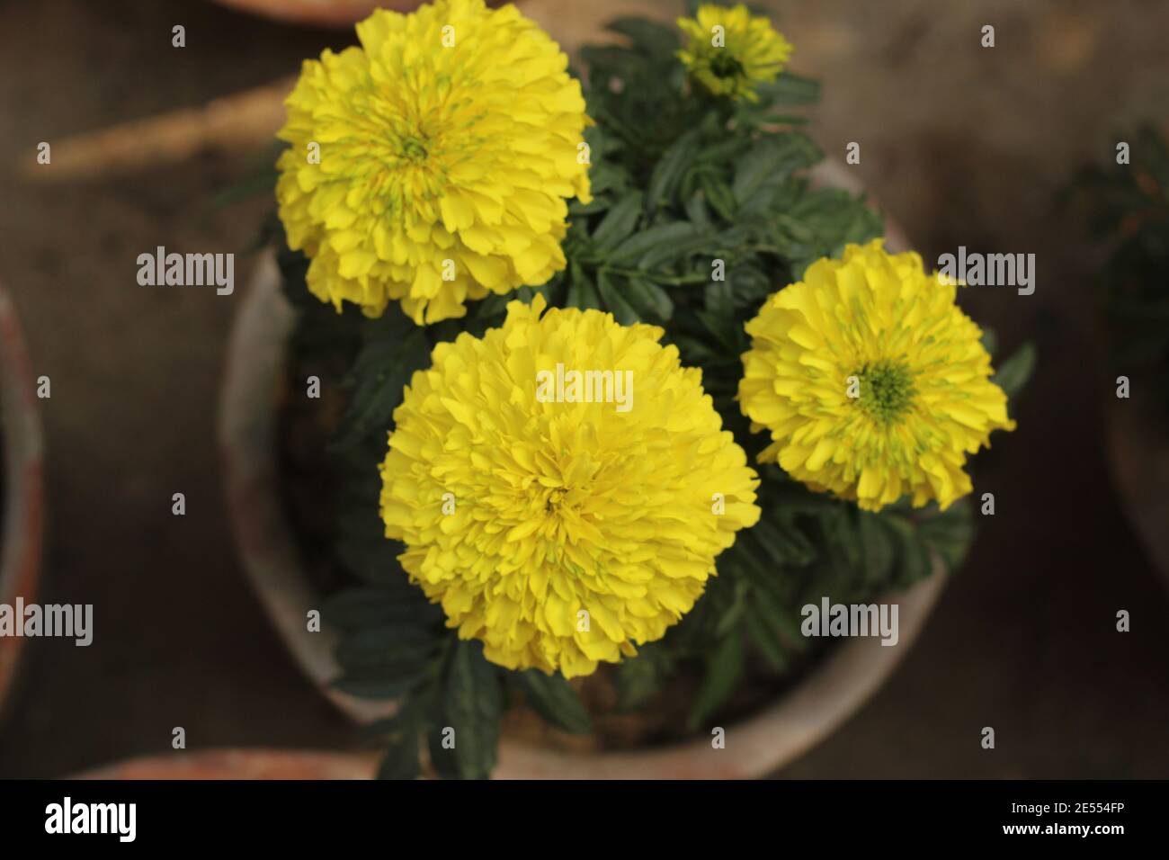 Fleur de Marigold dans le jardin de la maison Banque D'Images