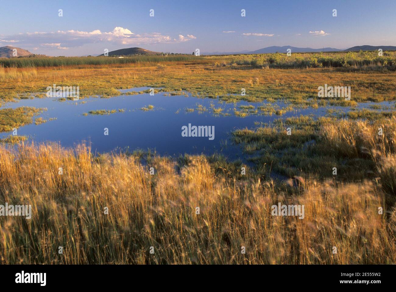 Marsh, Klamath de faune, de l'Oregon Banque D'Images