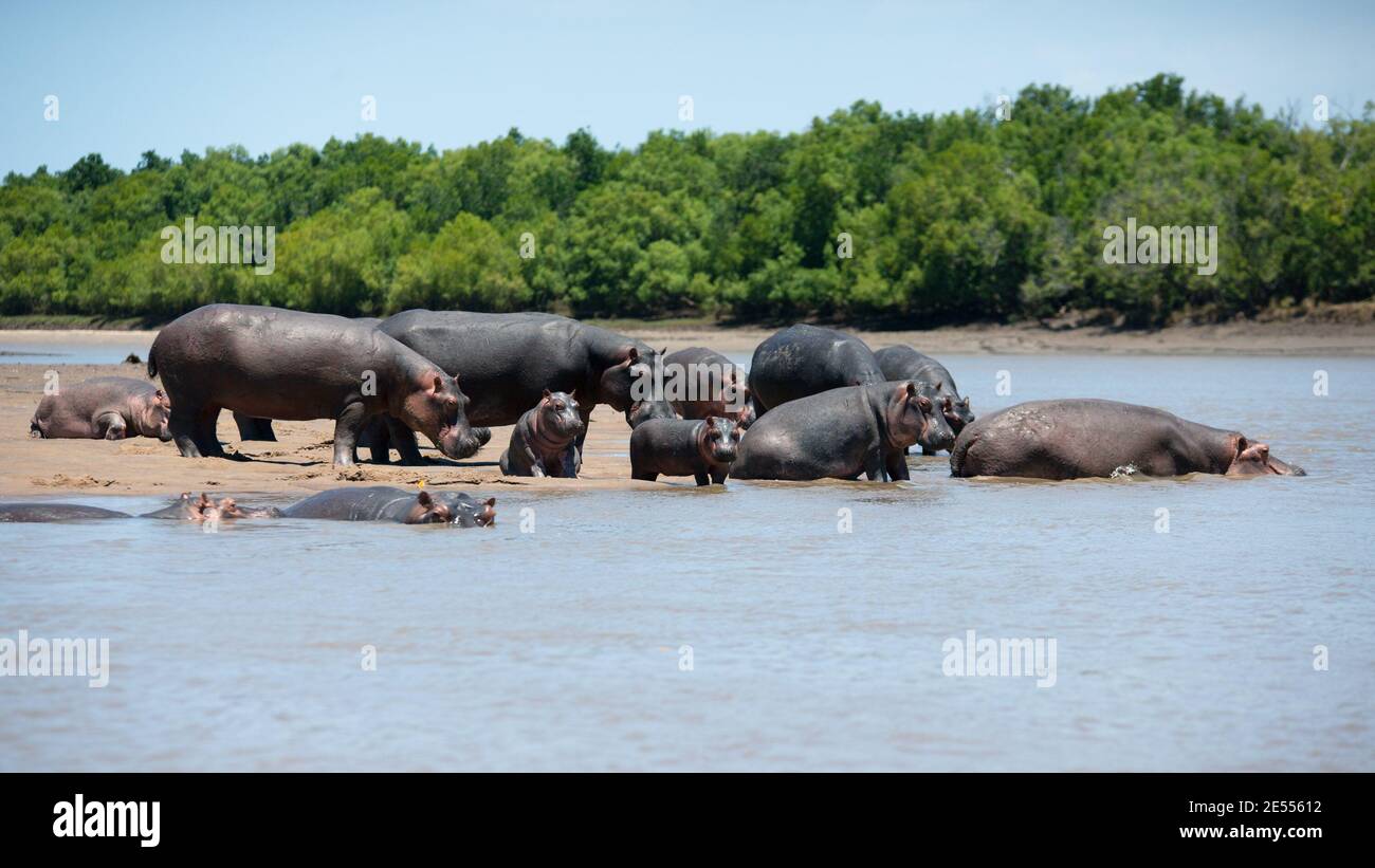Dar es Salaam, Saadani, Tanzanie. 21 septembre 2020. Une famille d'Hippos bask au soleil sur le coude d'une rivière au parc national de Saadani.le parc national de Saadani est le 13ème parc national de Tanzanie. Elle a une superficie de 1062 km2 et a été officiellement publiée en 2005, à partir d'une réserve de gibier qui existait depuis 1969. C'est le seul sanctuaire de la vie sauvage en Tanzanie qui borde la mer. Crédit : Marcus Valance/SOPA Images/ZUMA Wire/Alay Live News Banque D'Images