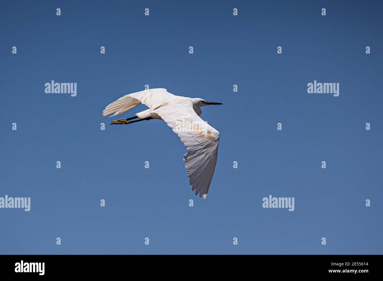 Dar es Salaam, Saadani, Tanzanie. 21 septembre 2020. Un peu Egret glisse dans le ciel au parc national de Saadani.le parc national de Saadani est le 13ème parc national de Tanzanie. Elle a une superficie de 1062 km2 et a été officiellement publiée en 2005, à partir d'une réserve de gibier qui existait depuis 1969. C'est le seul sanctuaire de la vie sauvage en Tanzanie qui borde la mer. Crédit : Marcus Valance/SOPA Images/ZUMA Wire/Alay Live News Banque D'Images