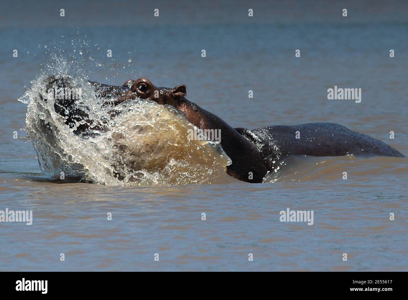Dar es Salaam, Saadani, Tanzanie. 21 septembre 2020. Un Hippo traverse l'eau au parc national de Saadani. Le parc national de Saadani est le 13ème parc national de Tanzanie. Elle a une superficie de 1062 km2 et a été officiellement publiée en 2005, à partir d'une réserve de gibier qui existait depuis 1969. C'est le seul sanctuaire de la vie sauvage en Tanzanie qui borde la mer. Crédit : Marcus Valance/SOPA Images/ZUMA Wire/Alay Live News Banque D'Images