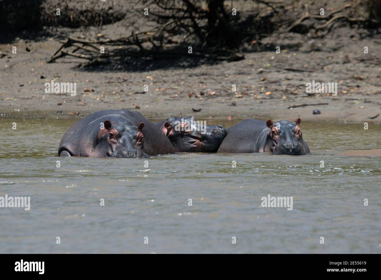 Dar es Salaam, Saadani, Tanzanie. 21 septembre 2020. Hippos chill dans les eaux de la rivière au parc national de Saadani.le parc national de Saadani est le 13ème parc national de Tanzanie. Elle a une superficie de 1062 km2 et a été officiellement publiée en 2005, à partir d'une réserve de gibier qui existait depuis 1969. C'est le seul sanctuaire de la vie sauvage en Tanzanie qui borde la mer. Crédit : Marcus Valance/SOPA Images/ZUMA Wire/Alay Live News Banque D'Images