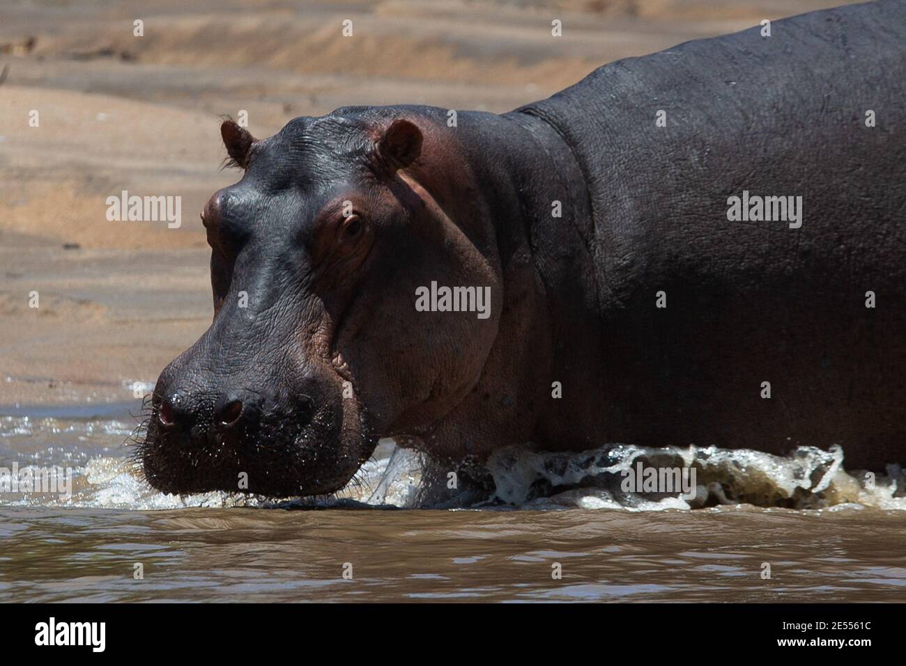Dar es Salaam, Saadani, Tanzanie. 21 septembre 2020. Un gros plan d'un grand hippopotame au parc national de Saadani.le parc national de Saadani est le 13ème parc national de Tanzanie. Elle a une superficie de 1062 km2 et a été officiellement publiée en 2005, à partir d'une réserve de gibier qui existait depuis 1969. C'est le seul sanctuaire de la vie sauvage en Tanzanie qui borde la mer. Crédit : Marcus Valance/SOPA Images/ZUMA Wire/Alay Live News Banque D'Images