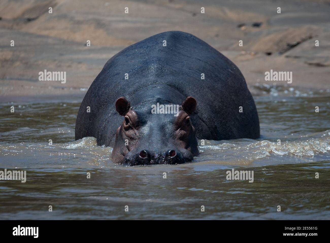 Dar es Salaam, Saadani, Tanzanie. 21 septembre 2020. A Hippo regarde directement dans l'appareil photo au parc national de Saadani.le parc national de Saadani est le 13ème parc national de Tanzanie. Elle a une superficie de 1062 km2 et a été officiellement publiée en 2005, à partir d'une réserve de gibier qui existait depuis 1969. C'est le seul sanctuaire de la vie sauvage en Tanzanie qui borde la mer. Crédit : Marcus Valance/SOPA Images/ZUMA Wire/Alay Live News Banque D'Images