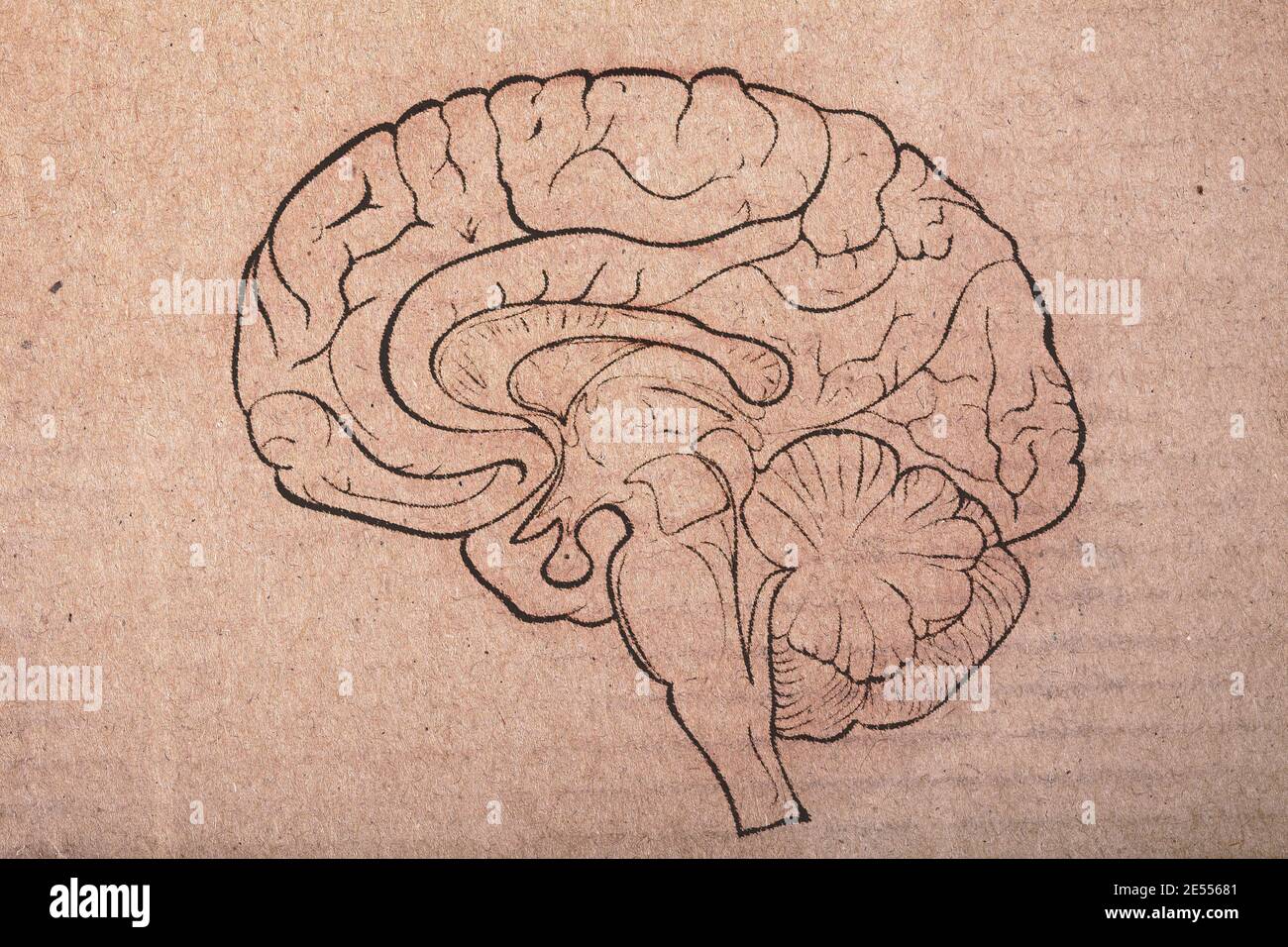 Cerveau humain peint sur la feuille de carton. Banque D'Images