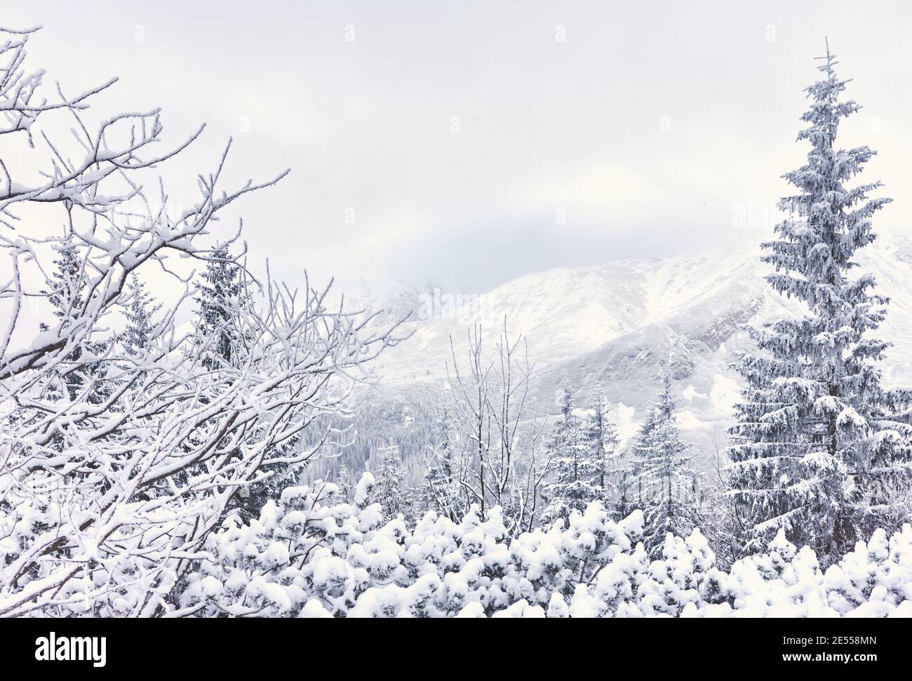 Paysage de montagne d'hiver avec arbres enneigés, couleurs appliquées. Banque D'Images