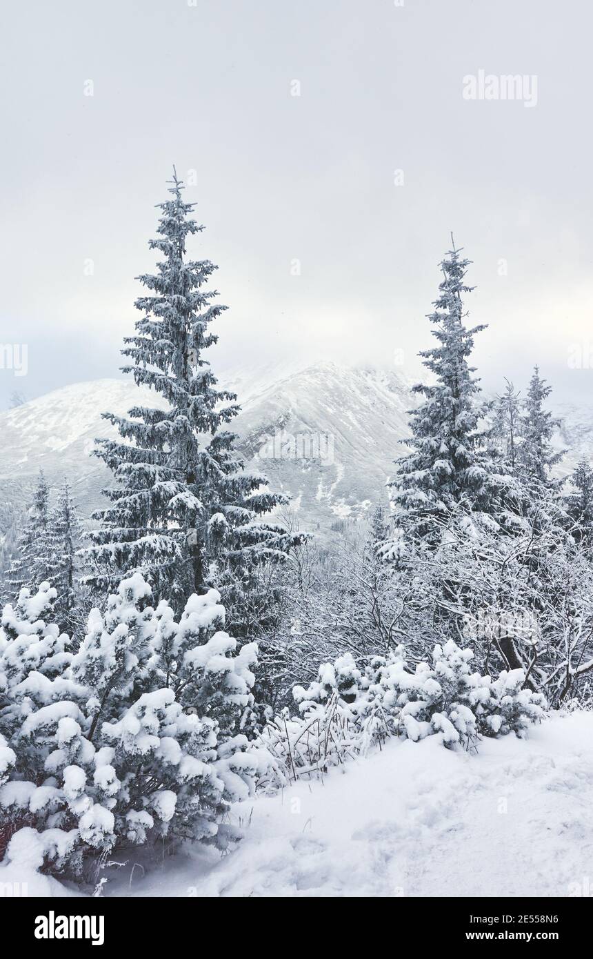 Paysage de montagne d'hiver avec arbres enneigés, couleurs appliquées. Banque D'Images