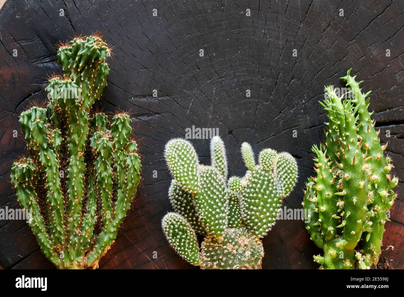 trois cactus sur le fond d'une coupe sombre de un arbre Banque D'Images