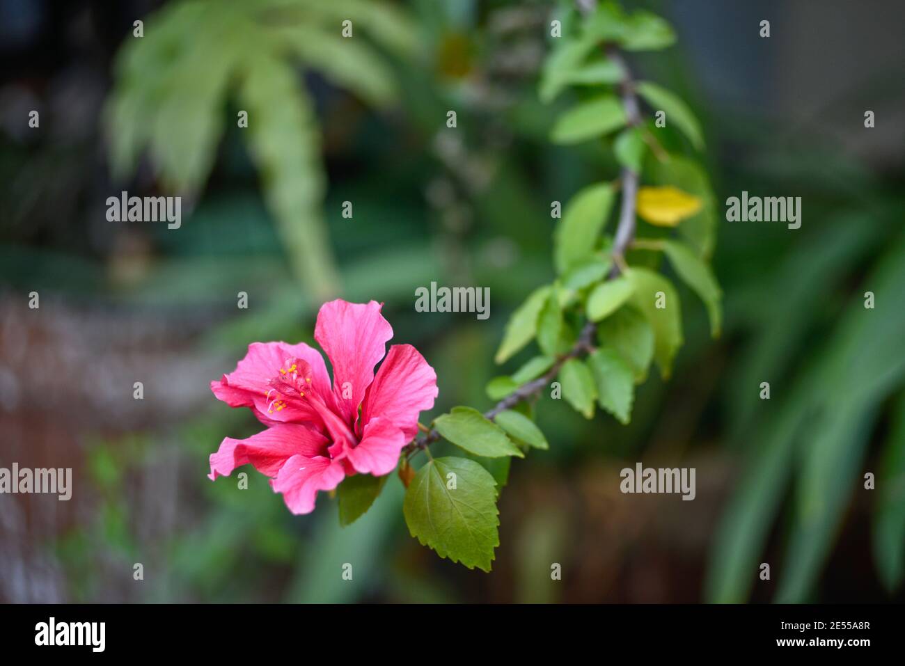 Hibiscus rosa-sinensis, également appelé hibiscus chinois, rose de Chine, hibiscus hawaïen, malow rose et cichis Banque D'Images