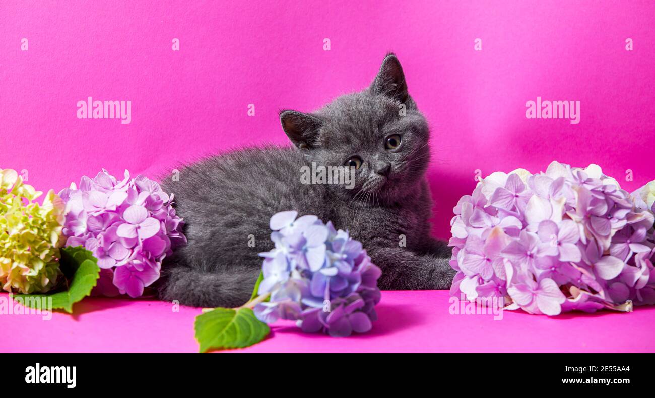 le beau chaton gris avec des bouquets de fleurs d'hortensia Banque D'Images