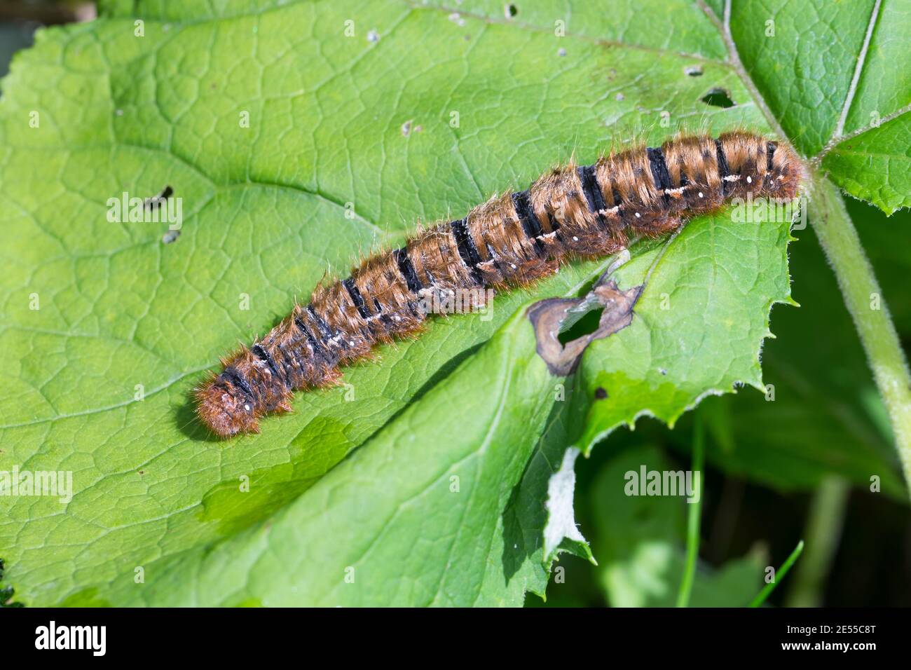 Eichenspinner, Raupe, Quittenvogel, Lasiocampa quercus, Lasiocampa scopolii, chêne eggar, caterpillar, le Bombyx du chêne, Chenille, Glucken, Lasiocampi Banque D'Images