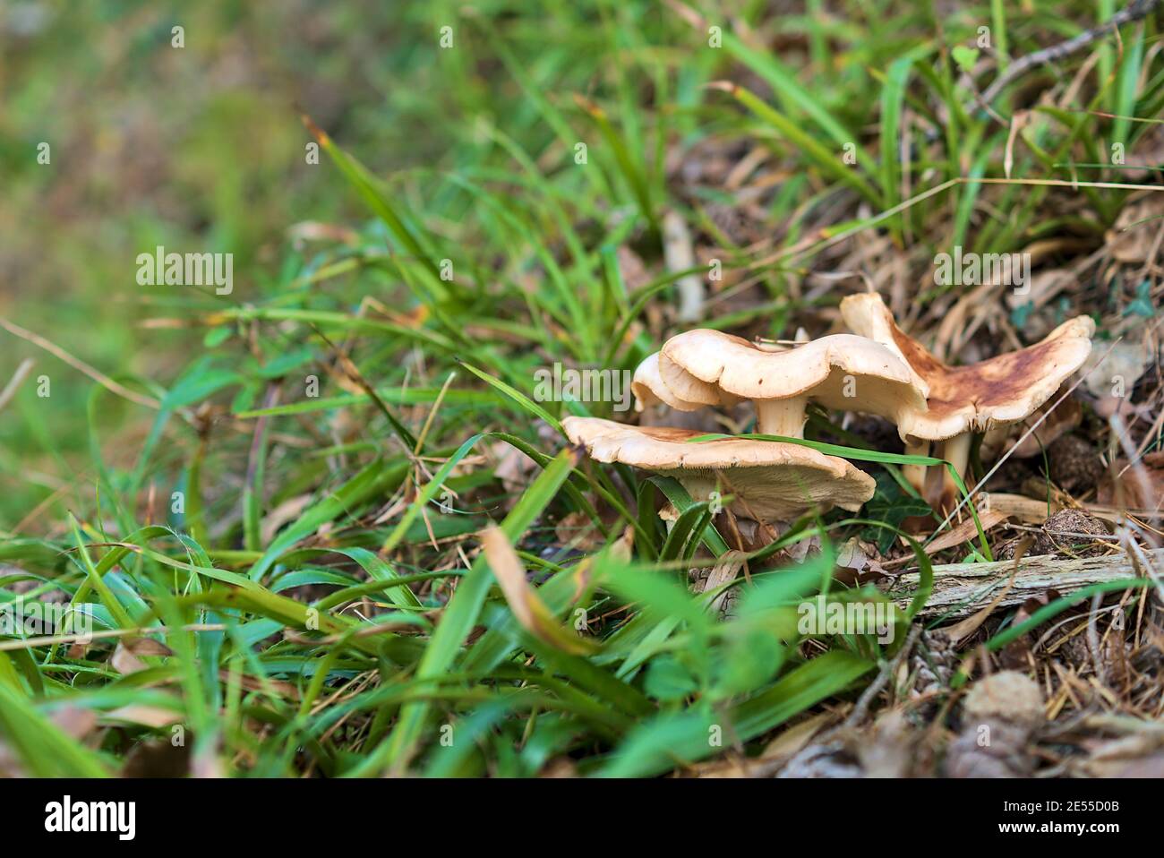 Vue rapprochée d'un groupe de champignons non comestibles poussant dans l'herbe parmi les cônes de pin et les aiguilles dans la forêt de pins automnaux, Co. Wicklow, Irlande Banque D'Images