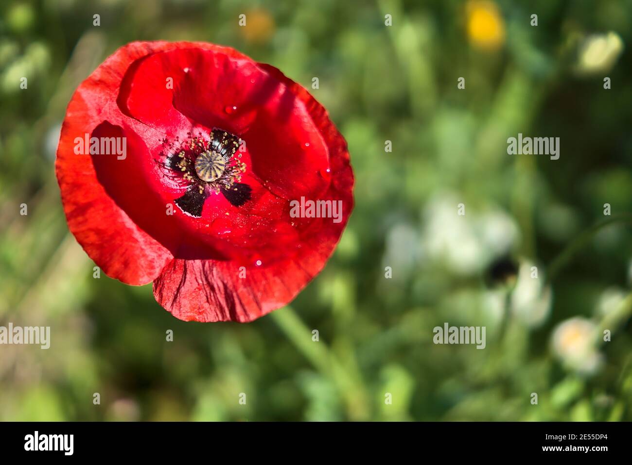 Vue macro incroyable et lumineuse de la culture d'une seule fleur de pavot à Marlay Park, Dublin, Irlande. Couleurs rouge et vert. Mise au point douce et sélective Banque D'Images