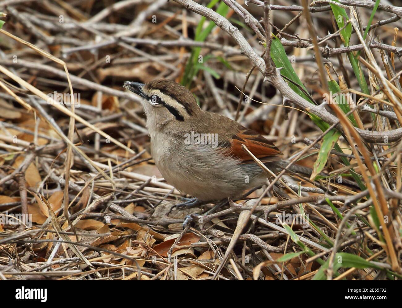 Tchagra à couronne brune (Tchagra australis australis australis) adulte de recherche sur le sol Kruger NP, Afrique du Sud Novembre Banque D'Images