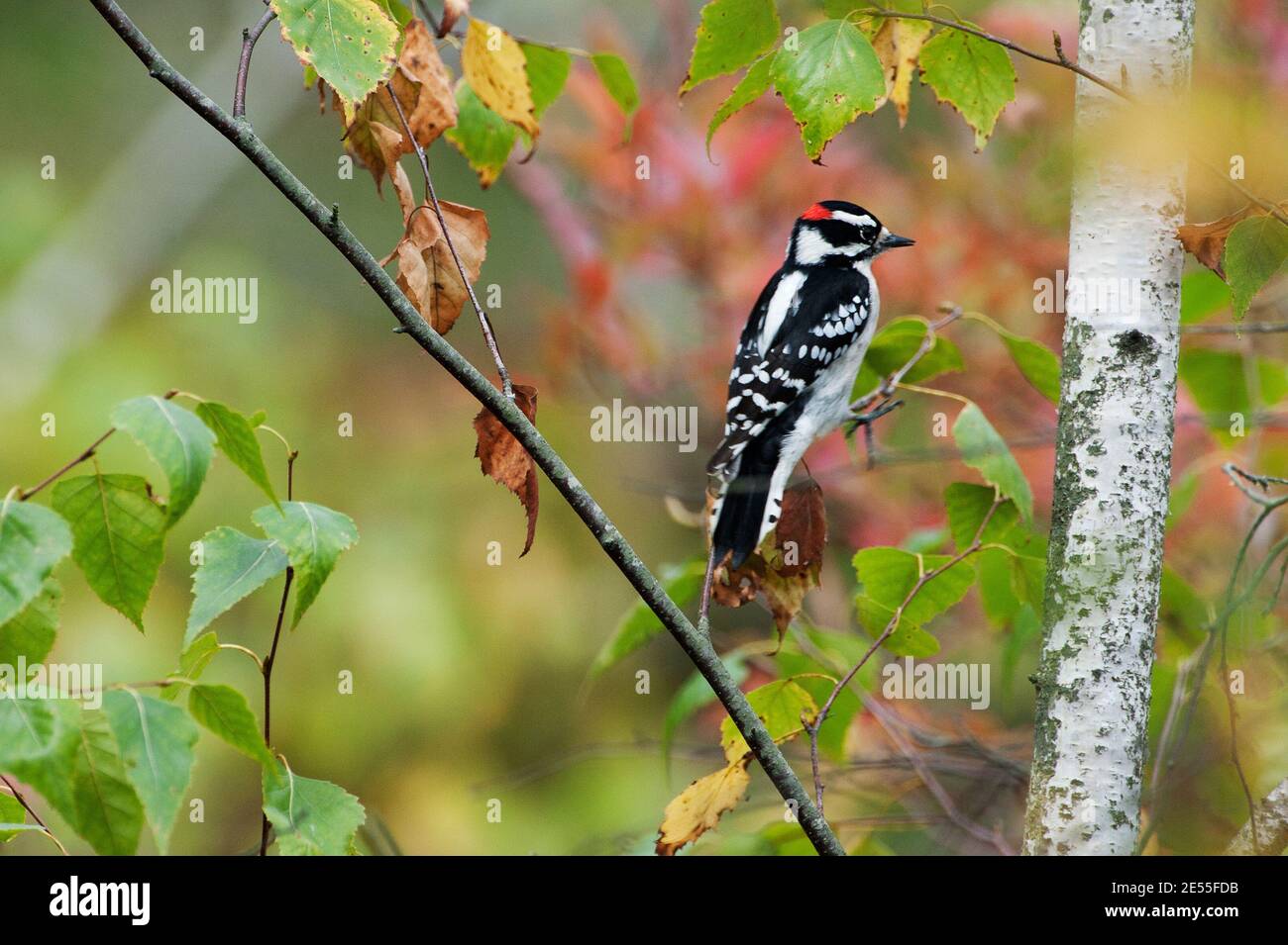 Pic de bois en aval dans les bois d'automne Banque D'Images
