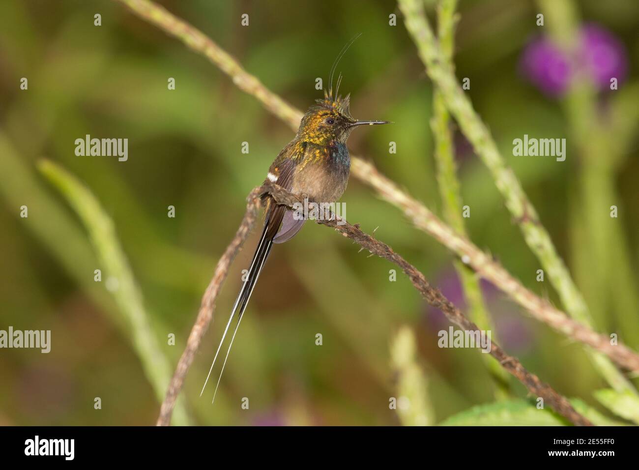 Mâle à crête de fil, Discosura popellairii, perché dans le buisson de verveine. Banque D'Images